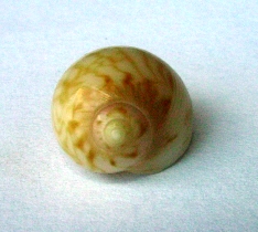 Naticidae 2